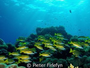 group of snappers under a beautiful sunshine... by Pieter Firlefyn 